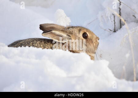 Close up of a Mountain Cottontail rabbit or Nuttall's cottontail ...