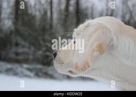 Lab Puppy Watching the Snow Fall Stock Photo