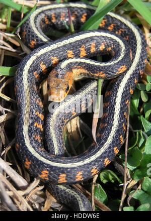 Thamnophis Sirtalis Concinnus - Oregon Red-spotted Garter Snake On A 