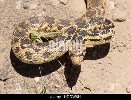 A yellow and brown spotted Pacific gopher snake slithers along the arid, rocky desert ground June 19, 2012 in Oregon. Stock Photo