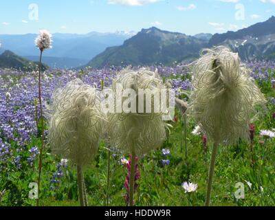 The fluffy, feather-like Western pasqueflower seed heads grow in the foreground of a wildflower meadow at Paradise on the south slope of Mount Rainier July 29, 2005 in Mount Rainier National Park, Washington. Stock Photo