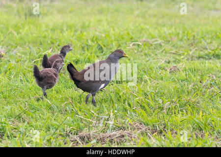 Tasmanian native hen (Gallinula mortierii) with chicks on grass background Stock Photo