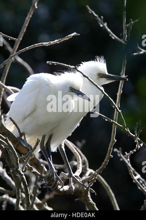 Cattle Egret, (Bubulcus ibis), 2 fledglings in a tree, Andalucia, Spain. Stock Photo