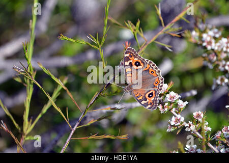 Australian Meadow Argus Butterfly, Junonia villida, feeding on a Teatree plant, Leptospermum arachnoides, Royal National Park Stock Photo