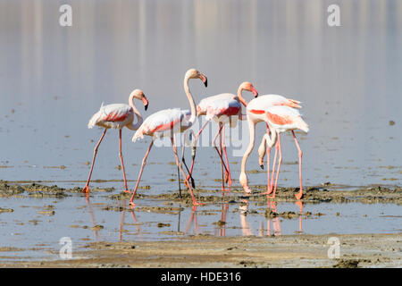 A flock of flamingos feeding in Larnaca Salt Lake during the annual migration. Stock Photo