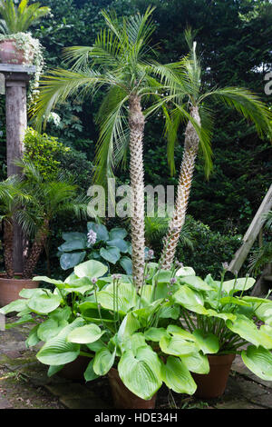 Pot grown Pygmy date palms, Phoenix roebelenii, surrounded with large leaved hostas in an exotic UK garden Stock Photo