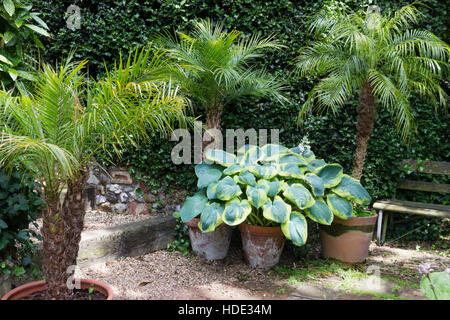 Pot grown Pygmy date palms, Phoenix roebelenii, surrounded with large leaved hostas in an exotic UK garden Stock Photo