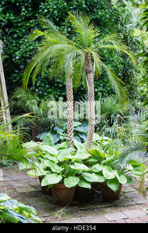 Pot grown Pygmy date palms, Phoenix roebelenii, surrounded with large leaved hostas in an exotic UK garden Stock Photo