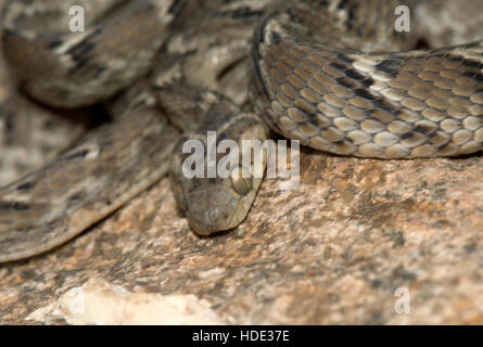 The image of Common cat Snake (  Boiga trigonata) in Hampi, Karnatka, India Stock Photo