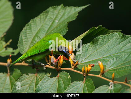 The image of Golden-fronted leafbird (Chloropsis aurifrons) in Dandeli wildlife sanctuary, Karnatka, India Stock Photo