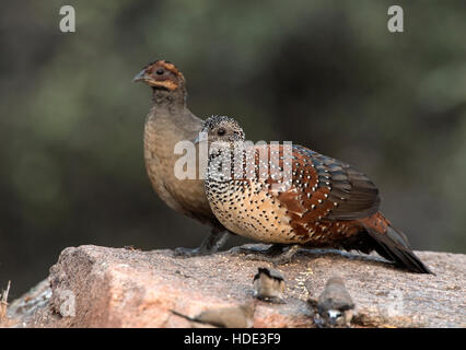 The image of Painted Spurfowl ( Galloperdix lunulata) in Daroji wildlife sanctuary, India Stock Photo