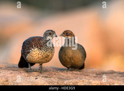 The image of Painted Spurfowl ( Galloperdix lunulata) in Daroji wildlife sanctuary, India Stock Photo