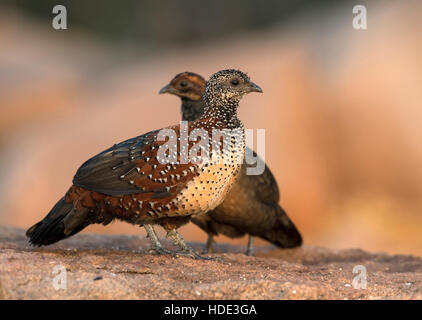 The image of Painted Spurfowl ( Galloperdix lunulata) in Daroji wildlife sanctuary, India Stock Photo