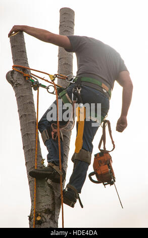 Tree Trimmer with chain saw sawing cottonwood tree in outdoors. USA Stock Photo