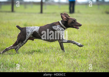 Grman Shorthaired Pointer running in grass Stock Photo