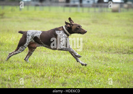 Grman Shorthaired Pointer running in grass Stock Photo