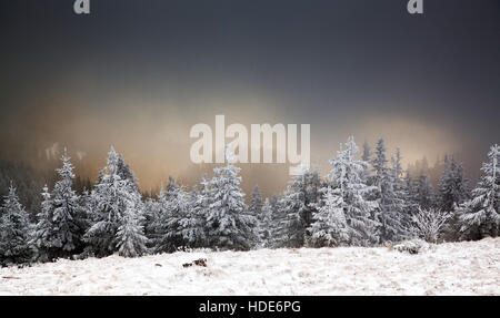 amazing winter sunrise through fog in the mountains above snowy fir trees. Dramatic wintry scene. Natural park. Carpathian, Roma Stock Photo