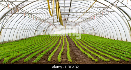 Salad growing in a green house Stock Photo