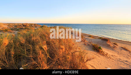 Spinifex longifolius, commonly known as beach spinifex, growing on the sand hills at Town Beach Stock Photo