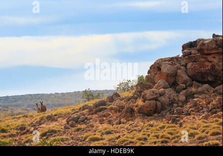 Cape Range National Park with two red kangaroos in the foreground. Western Australia Stock Photo