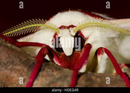 Indian moon moth Stock Photo