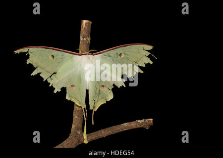 Indian moon moth Stock Photo