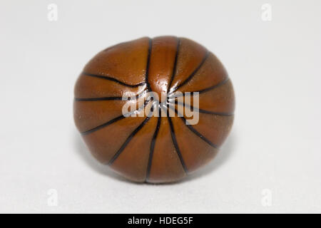 Tanzanian Pill Bug Millipede Stock Photo