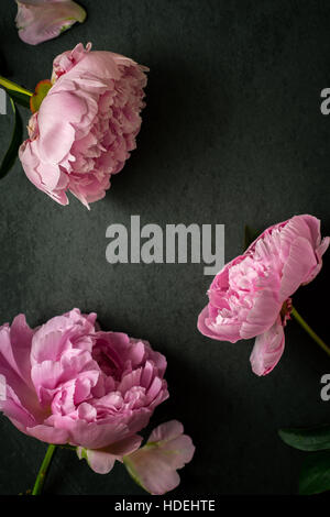 Peonies  on the black stone background top view Stock Photo