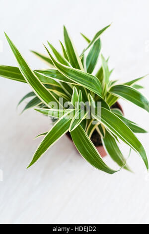 indoor flower Chlorophytum close-up top view isolated. Stock Photo