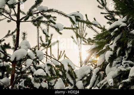 through the snow-covered fir seen sunlight. Stock Photo