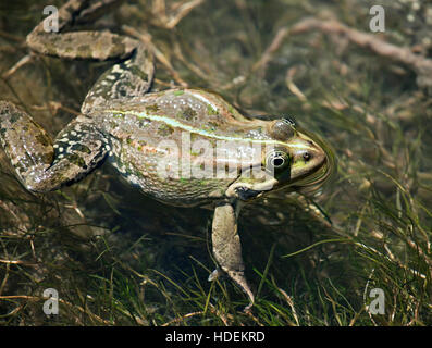 Big green frog swimming in the water Stock Photo