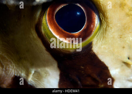 UNderwater macro photography. A masked puffer fish eye. Stock Photo
