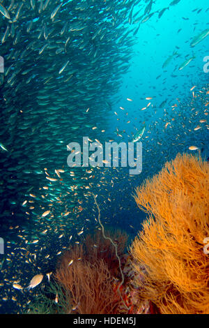 Healthy reef with bright sea fans and huge schools of fish. Stock Photo