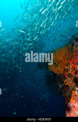 Healthy reef with bright sea fans and huge schools of fish. Stock Photo