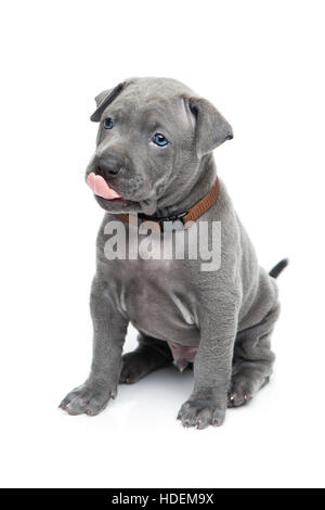 Thai ridgeback puppy isolated on white Stock Photo