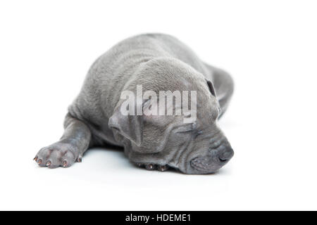 Thai ridgeback puppy isolated on white Stock Photo