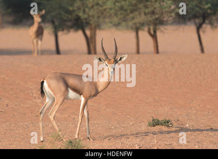 Arabian gazelle (Gazella arabica) in the desert during early morning hours. Dubai, UAE. Stock Photo