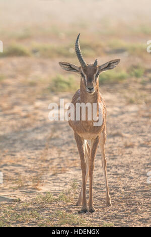 Arabian gazelle (Gazella arabica) in the desert during early morning hours. Dubai, UAE. Stock Photo