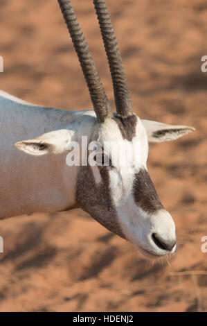 Arabian oryx (Oryx leucoryx) in the desert during early morning hours. Dubai, UAE. Stock Photo