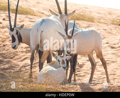 Arabian oryx (Oryx leucoryx) in the desert during early morning hours. Dubai, UAE. Stock Photo