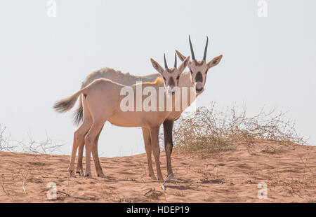 Arabian oryx (Oryx leucoryx) in the desert during early morning hours. Dubai, UAE. Stock Photo