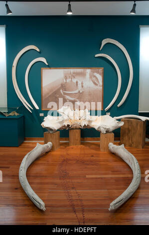 Museum of the Sea-whale remains, San Cibrao-Cervo, Lugo province, Region of Galicia, Spain, Europe Stock Photo