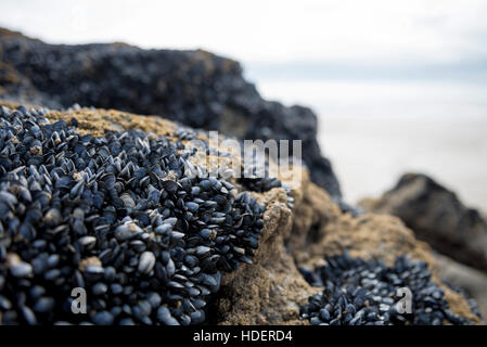 Sea Mussels, Atlantic Ocean, Crozon, France Stock Photo