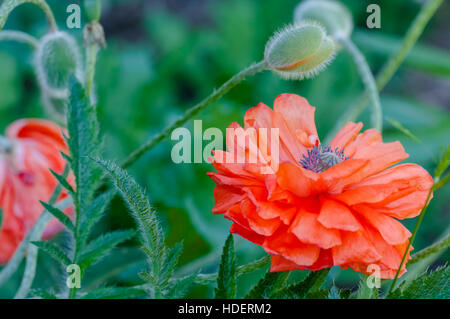 Poppy buds and flowers in bloom springtime vibrant colourful red and orange natural plant Stock Photo