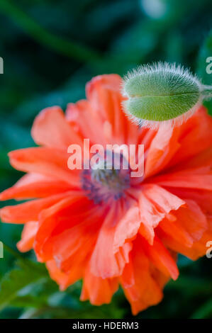 Poppy buds closeup and red poppies in the background Stock Photo