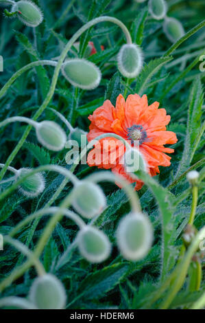 Poppy buds and flowers in bloom springtime vibrant colourful red and orange natural plant Stock Photo