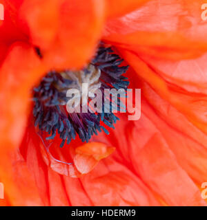 Red poppy close macro shot flower papaver rhoeas square Stock Photo