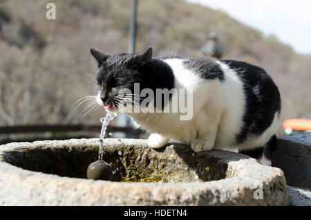 Thirsty cat drinking water from the fountain Stock Photo