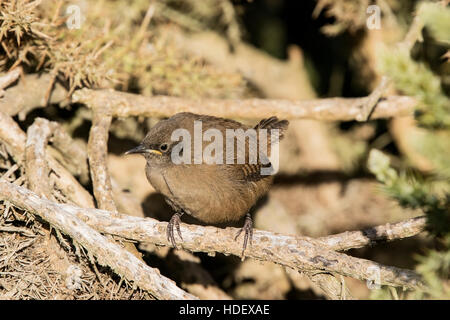 Cobbs wren (Troglodytes cobbi) juvenile perched in gorse bush, Falkland Islands Stock Photo