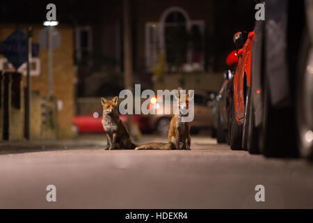 Urban foxes sat on a quiet street in the very early hours of the morning Stock Photo